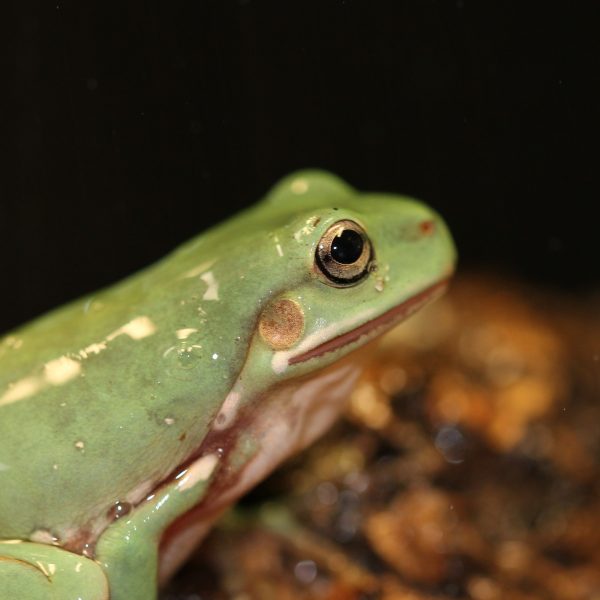 Frog and Toad Terrarium Setups