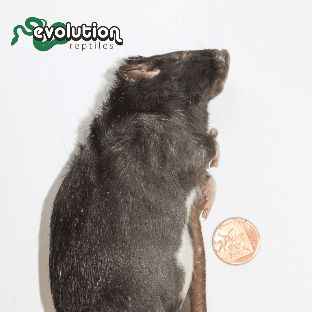 Frozen Reptile Food | Evolution Reptiles