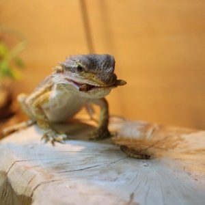 a bearded dragon with a meal in a comfortable vivarium with great humidity