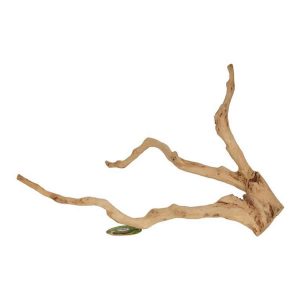 Tea Tree Branch