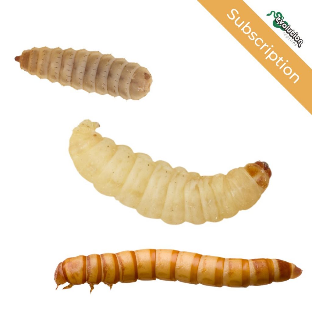 Livefood Subscription Service Evolution Reptiles