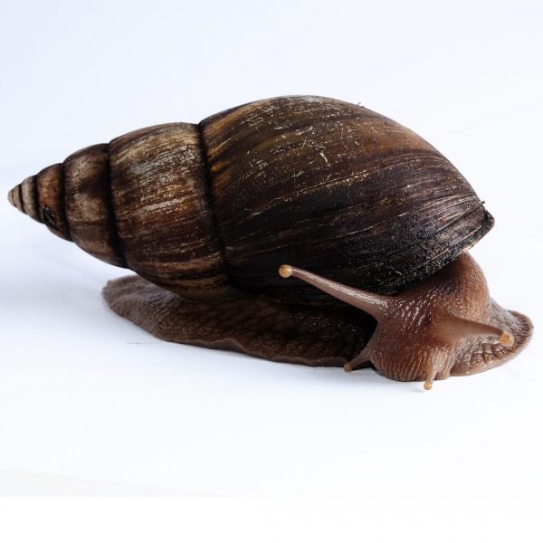 Giant African Land Snail