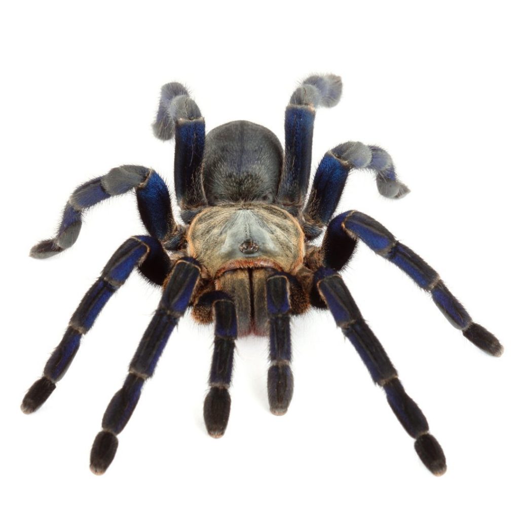 Tarantulas For Sale Buy Instore Evolution Reptiles