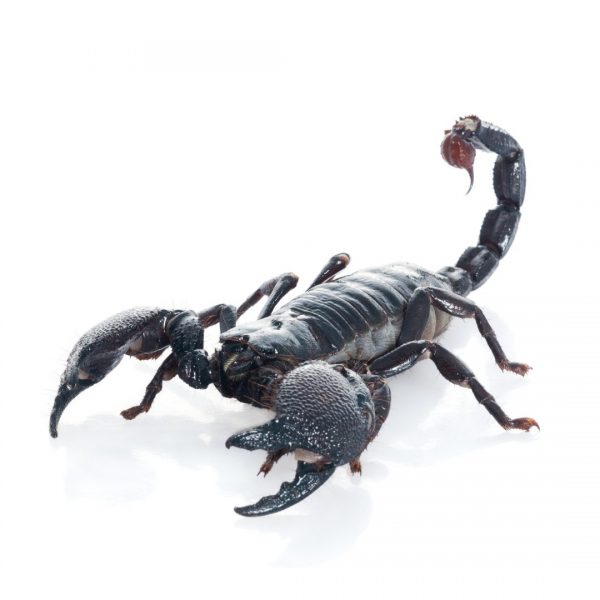 Emperor Scorpion