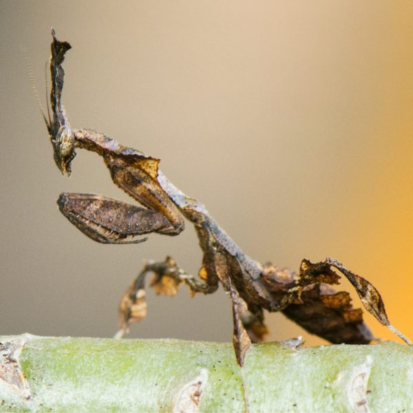 Ghost Mantis