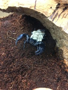 an Asian forest scorpion on the ground