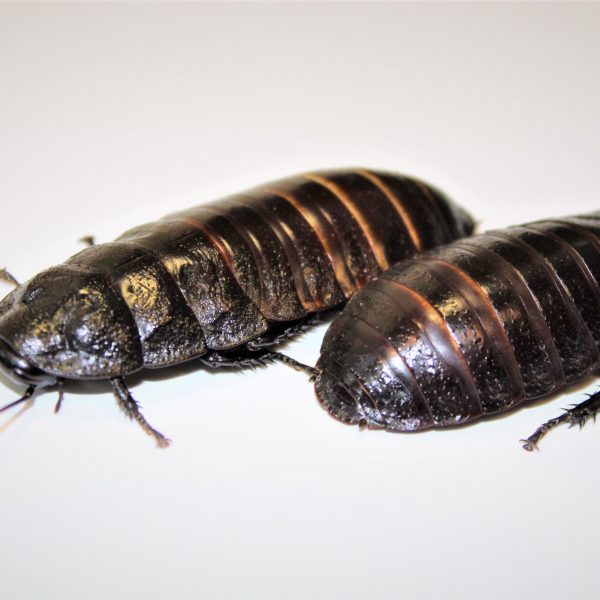 Madagascan Hissing Cockroach