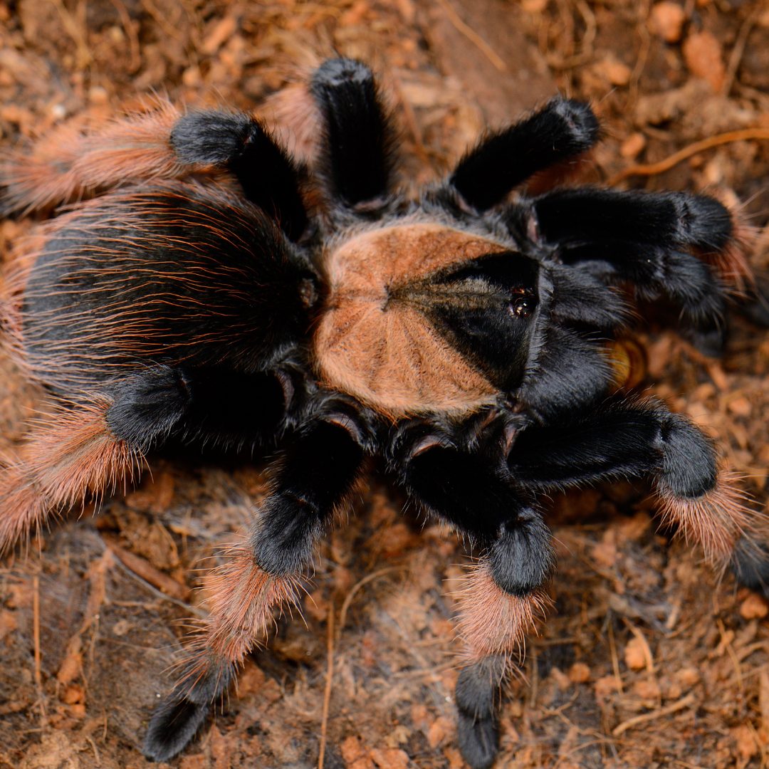 Tarantulas For Sale Buy Instore Evolution Reptiles