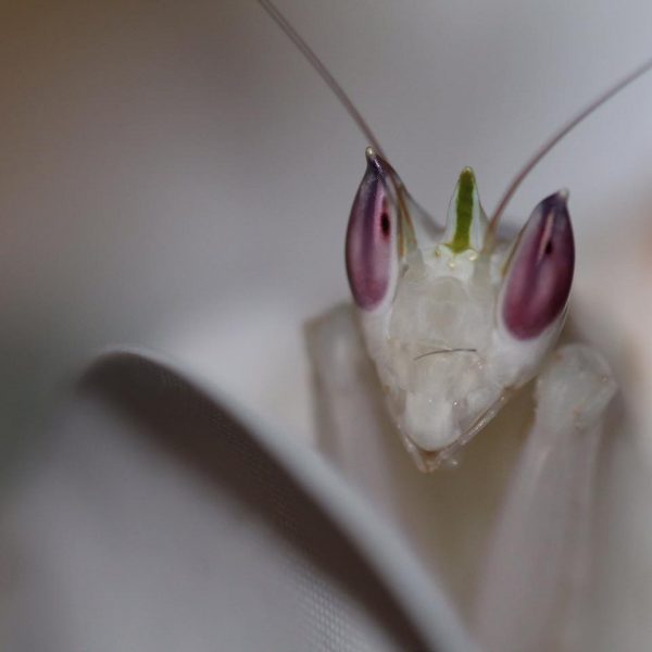 Orchid Mantis 1