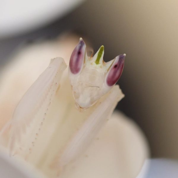 Orchid Mantis