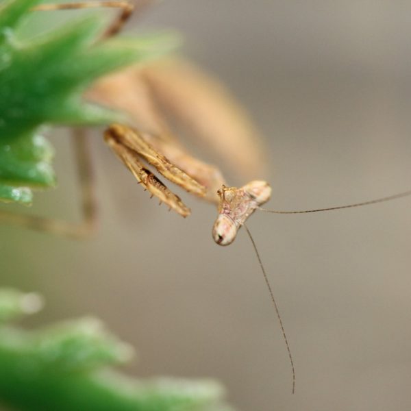 Peacock Mantis