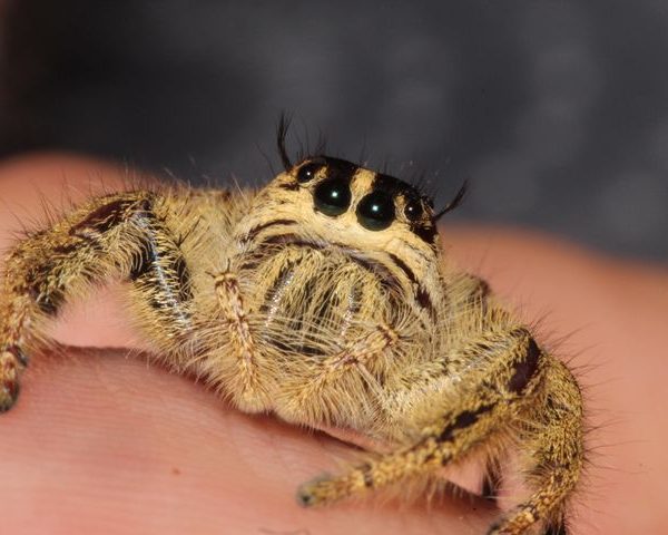 Eyelash Jumping Spider