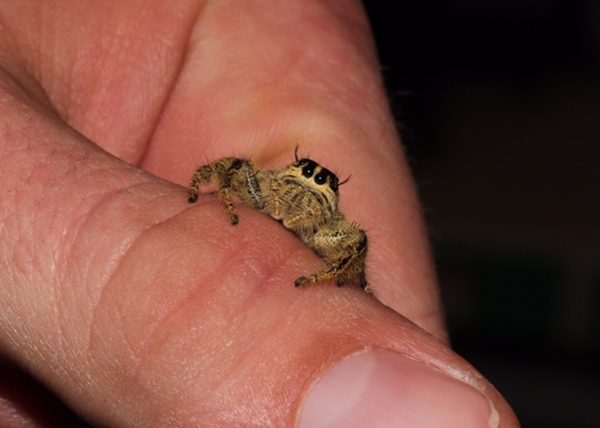 Eyelash Jumping Spider - Female