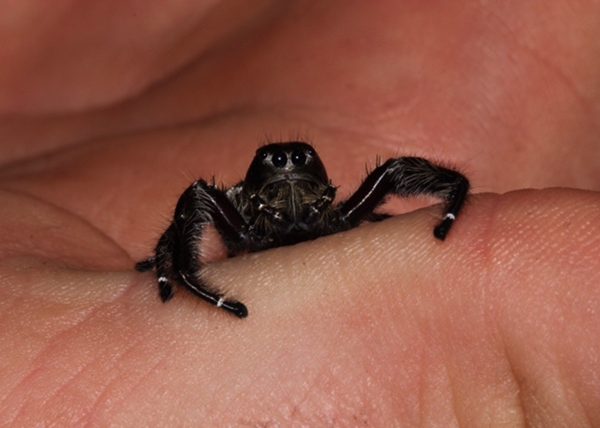 Eyelash Jumping Spider - Male