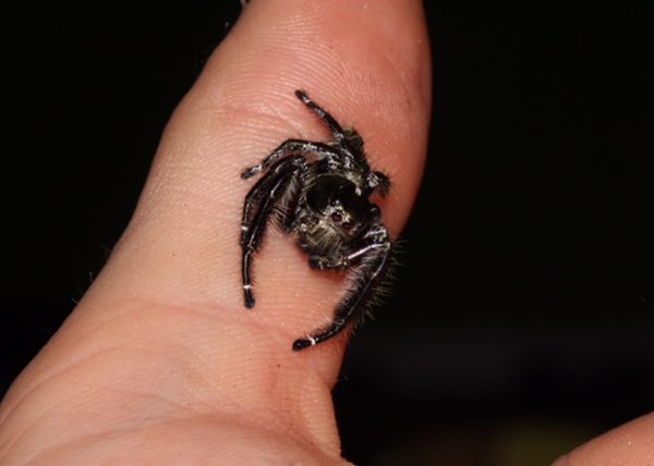 Eyelash Jumping Spider - Male