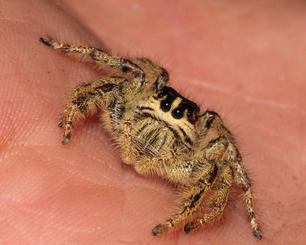 Eyelash Jumping Spider female