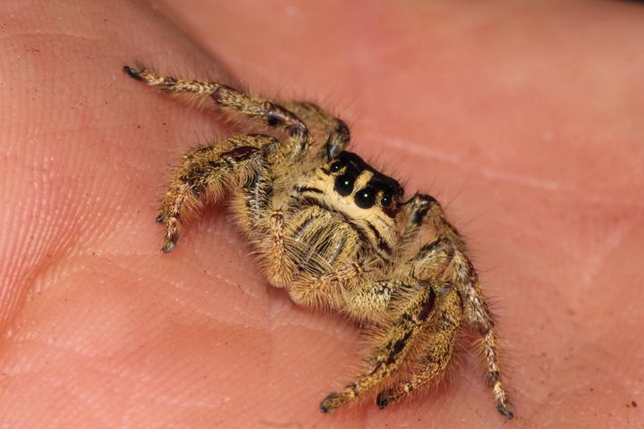 Eyelash Jumping Spider female
