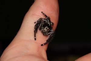 Eyelash Jumping Spider male