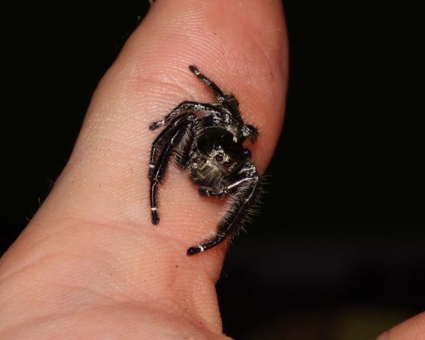 Eyelash Jumping Spider male