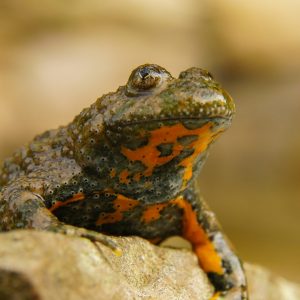 Yellow Bellied Toad