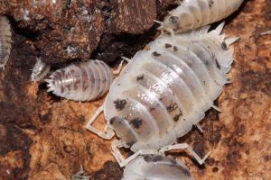 Dairy Cow Isopods 2