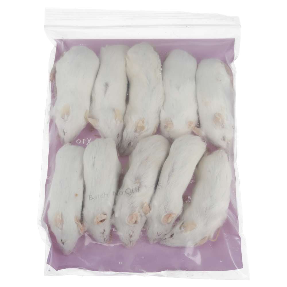 PLT ex‑breeder mice weigh 35–39g and measure 8.5cm long × 2.3cm wide. They offer a reliable whole‑prey option for adult corn snakes, king snakes, rat snakes, monitor lizards, and very large amphibians. Additionally, their balanced nutritional profile supports healthy growth and natural feeding behaviour.