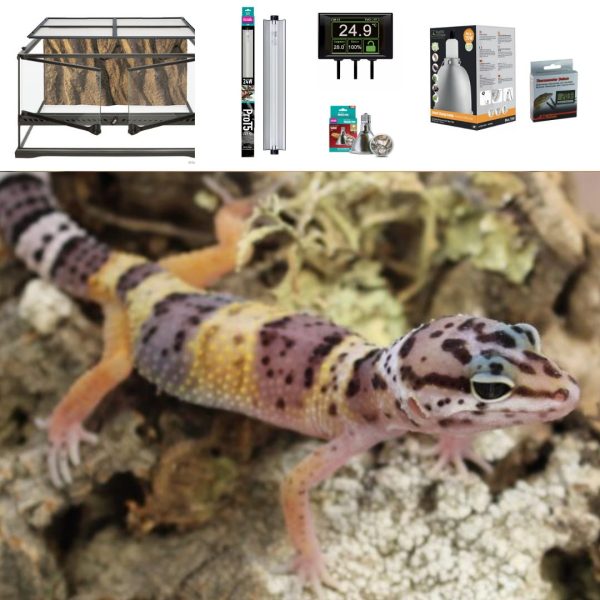 Leopard Gecko Terrarium 60cm