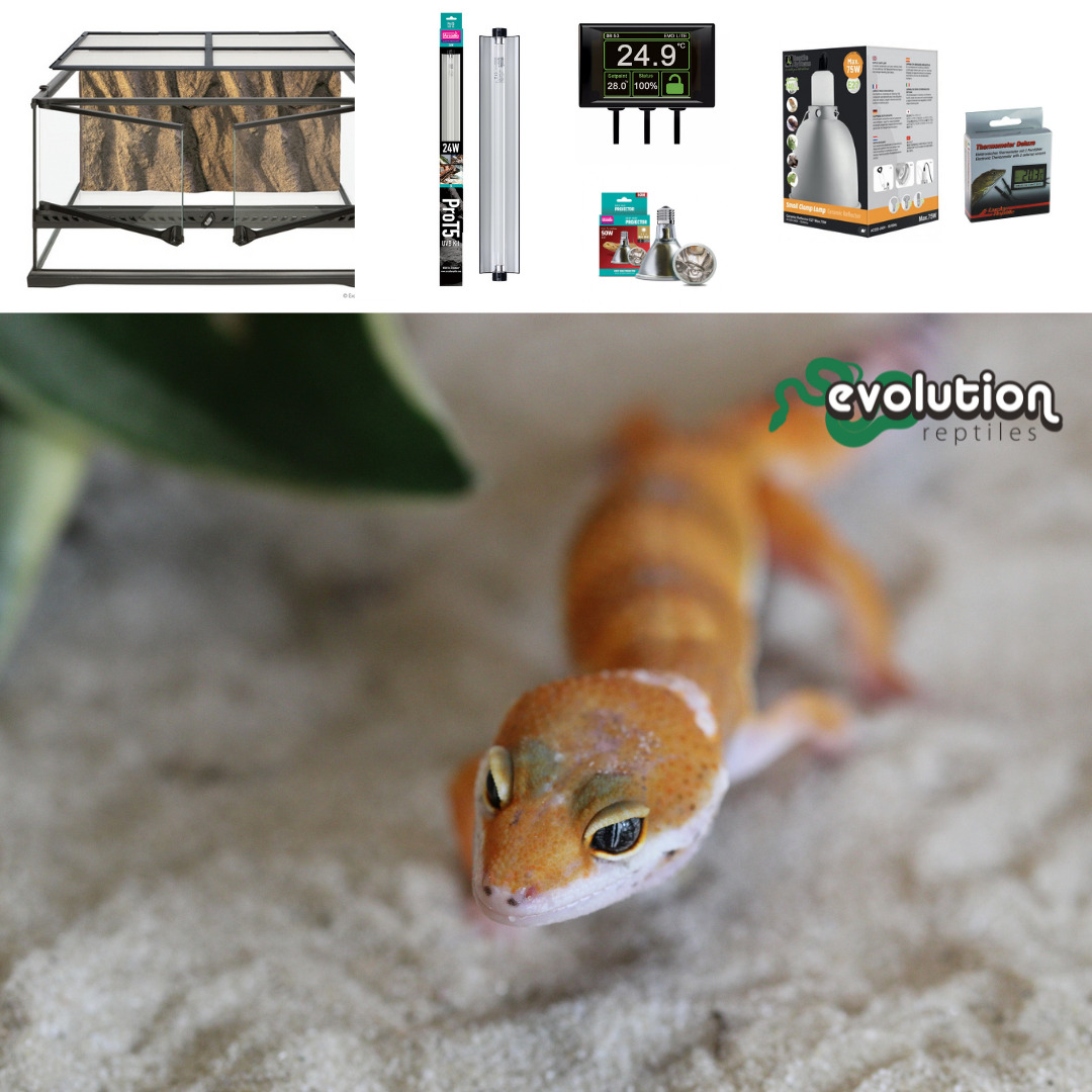 https://www.evolutionreptiles.co.uk/wp-content/uploads/2021/07/Leopard-Gecko-Terrarium-60cm-2.jpg