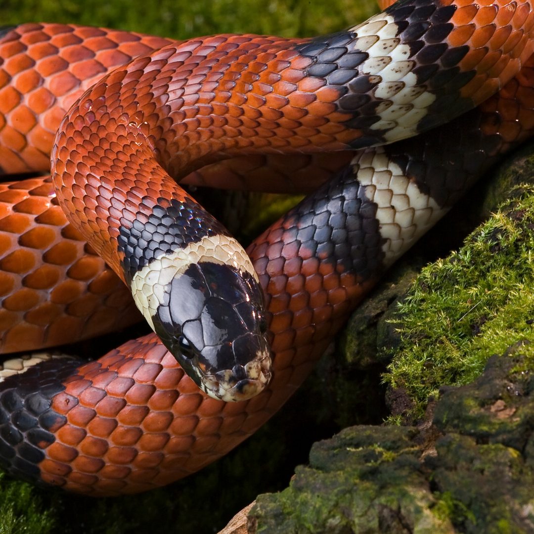 Honduran Milk Snake