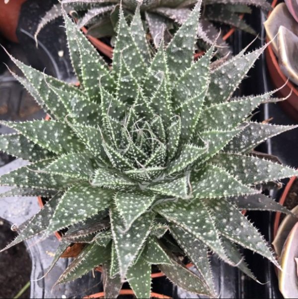 Aloe Scaled 12