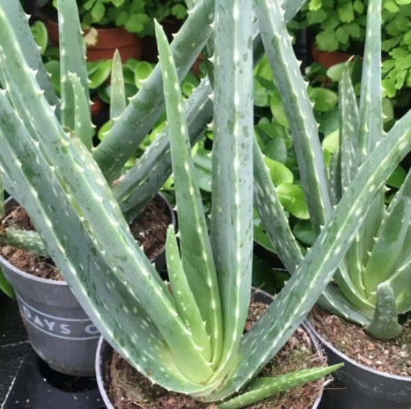 Aloe Vera Large 12