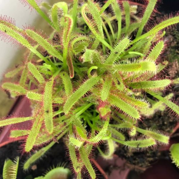 Cape Sundew 12