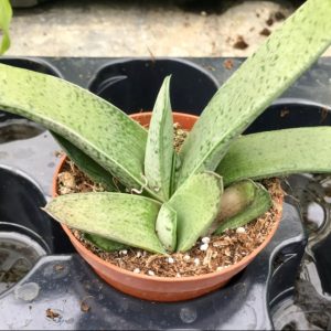 Gasteria 12