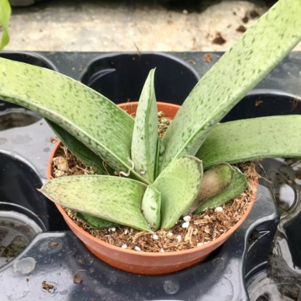 Gasteria 12