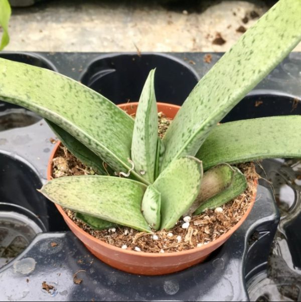 Gasteria 12