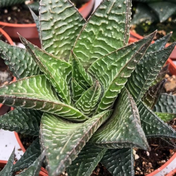 Harworthia Limefolia 12