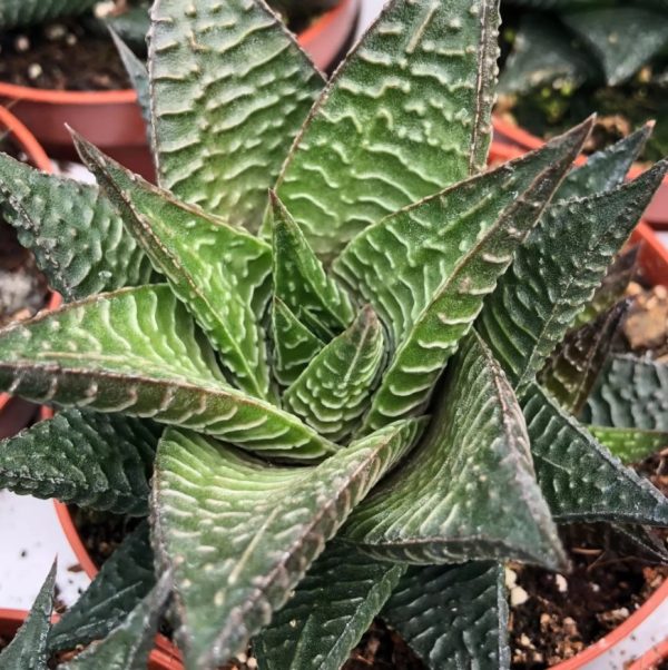 Harworthia Limefolia 12