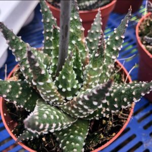 Harworthia Margaritafera 12