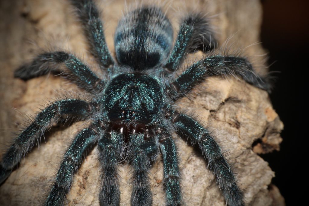 Martinique Pink Toe Caribena versicolor