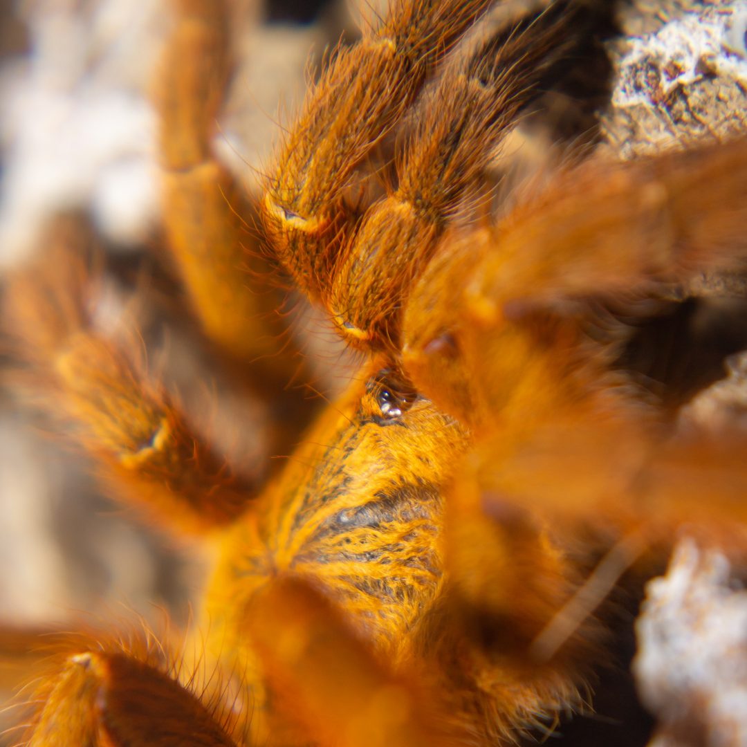 Orange Baboon Tarantula Pterinochilus murinus