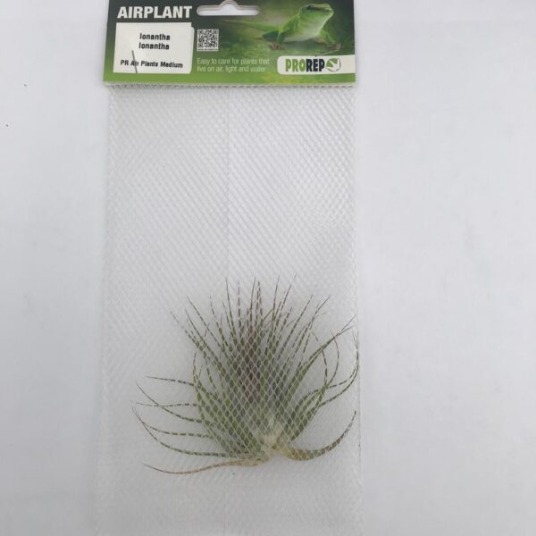 Airplant Medium Ionantha ionantha