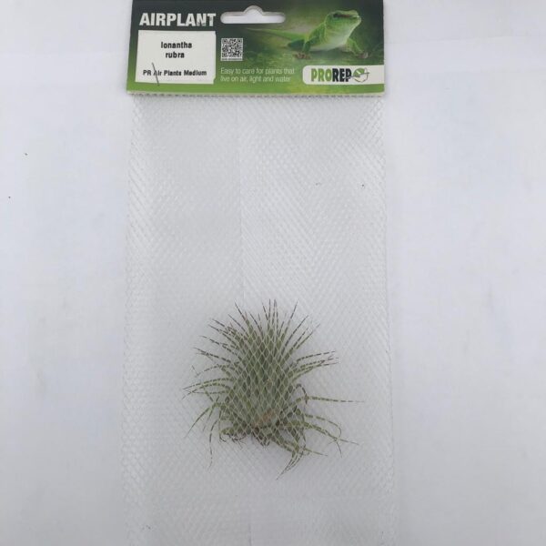 Airplant Med. Ionantha rubra