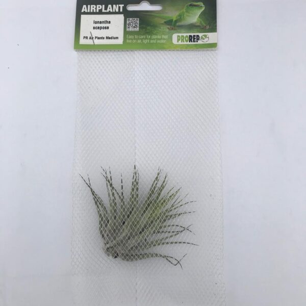 Airplant Medium Ionantha scaposa