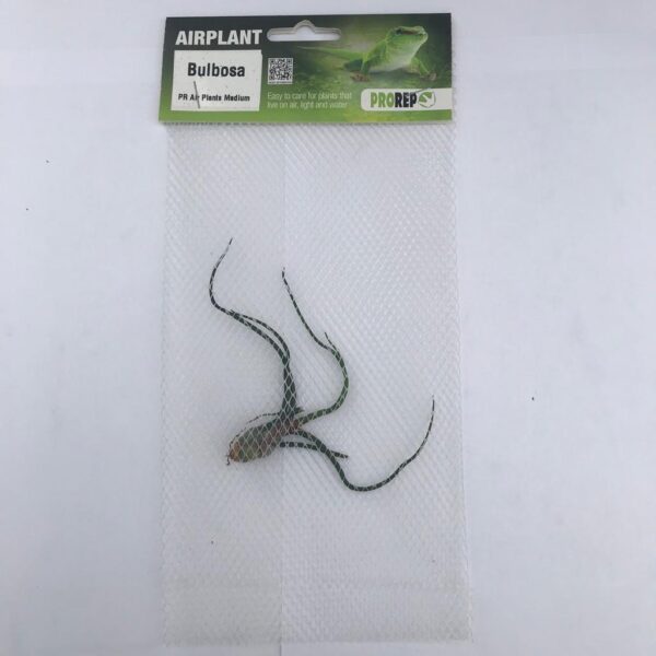 Airplant Medium Bulbosa