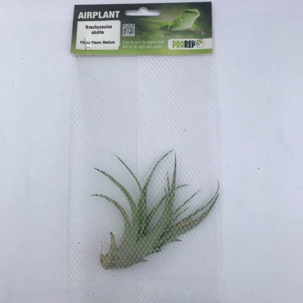 Airplant Medium brachycaulos abdita