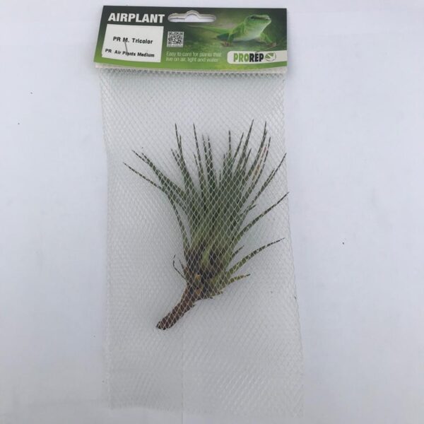 Airplant Med. Melanocrater tricolor