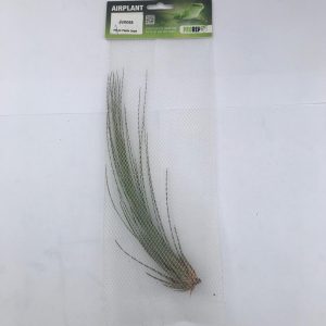 PPA035 juncea