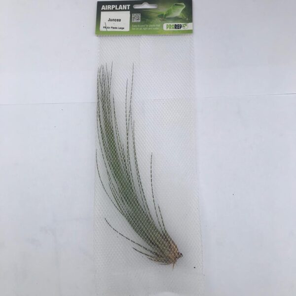 Airplant Large Juncea