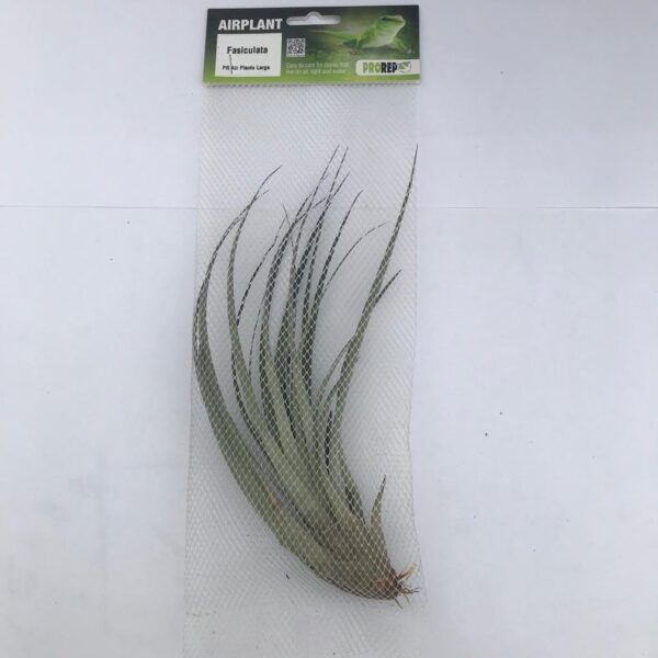 Airplant Large Fasiculata