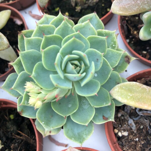 Echeveria agavoides